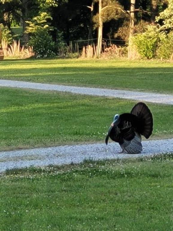 driveway turkey