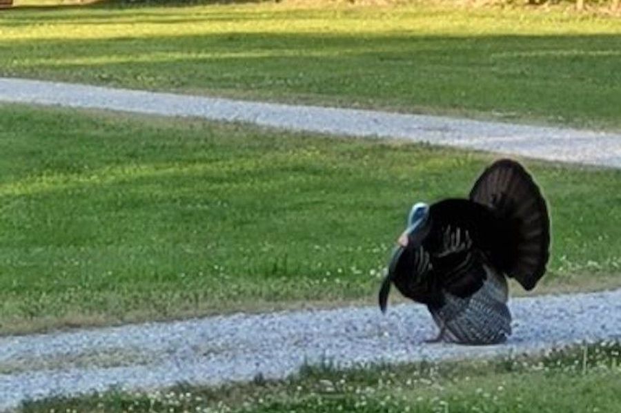 driveway turkey