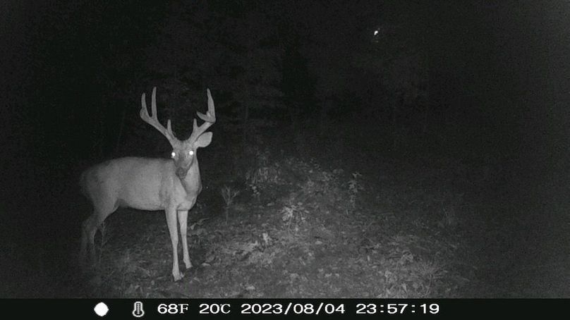 trail cam 5