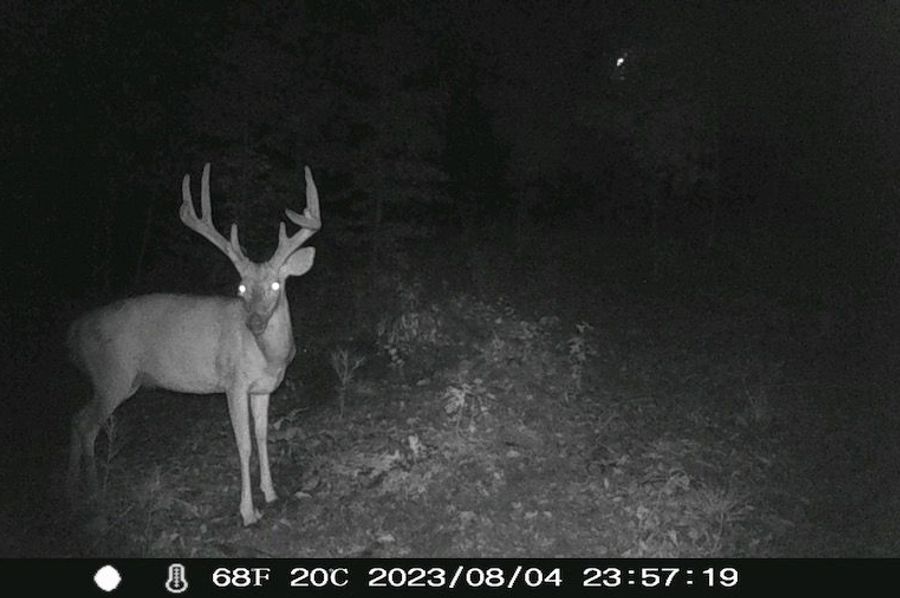 trail cam 5