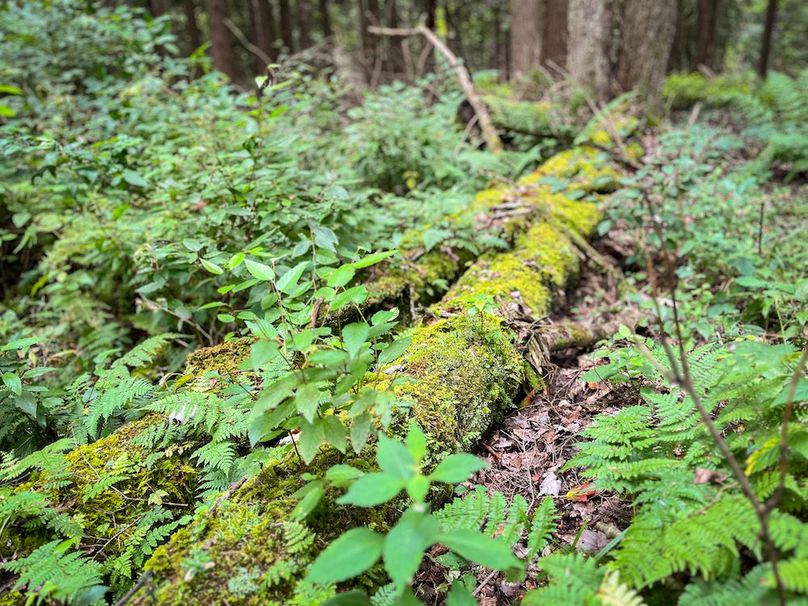 Chemung_60.55_Baumunk_Photos_33