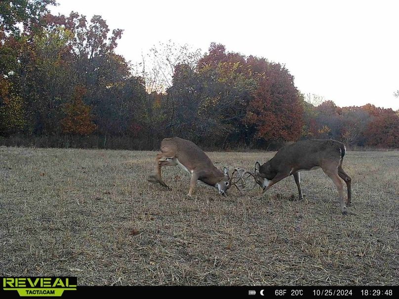 865814048095218-100-1-10252024182948-HD-W1006531