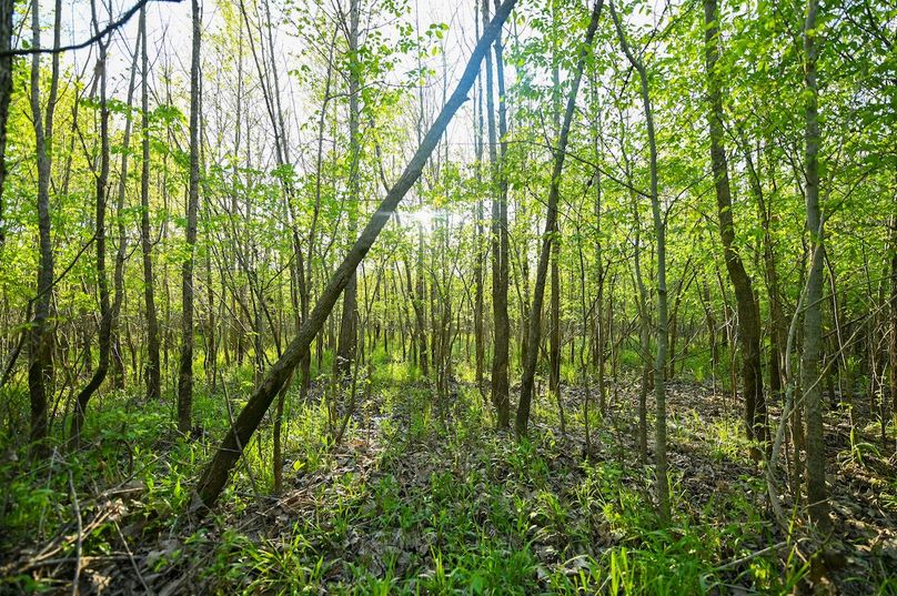 vandalia 450 (2)-3013