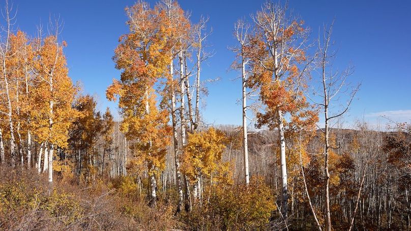 Copy of Mesa CO 1,517_Pic 2