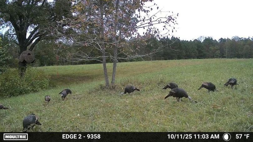 Caswell turkeys