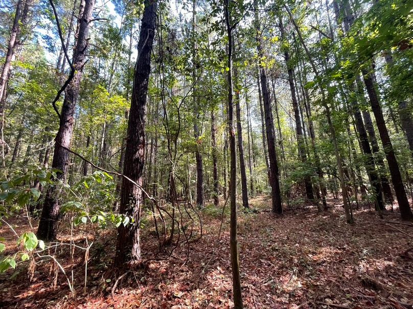 3C42963B-D5F0-406E-8CBD-6D96D133C844_1_105_c