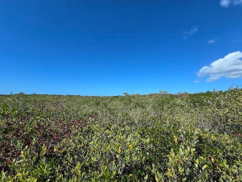 17.17ac, Citrus, Josiah Ronco38