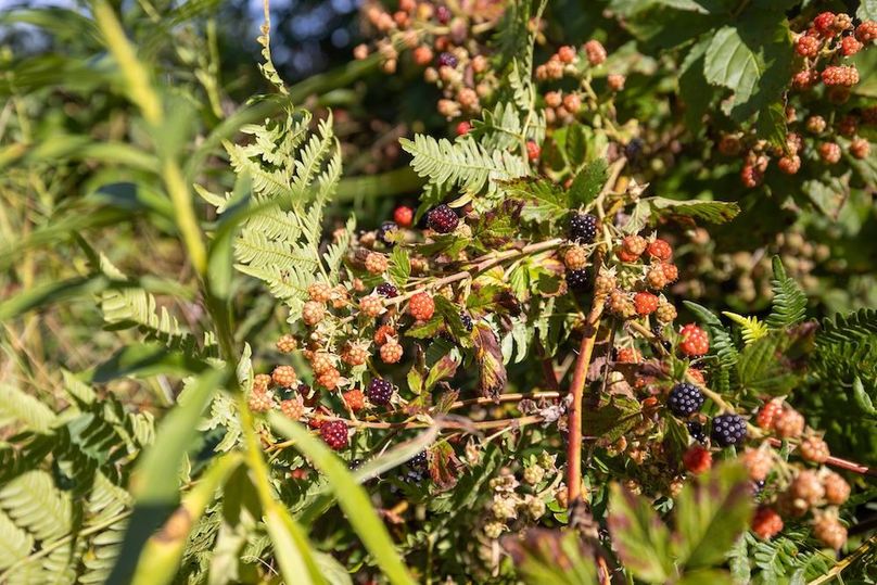 Mackinac 320 Copenhaver-51