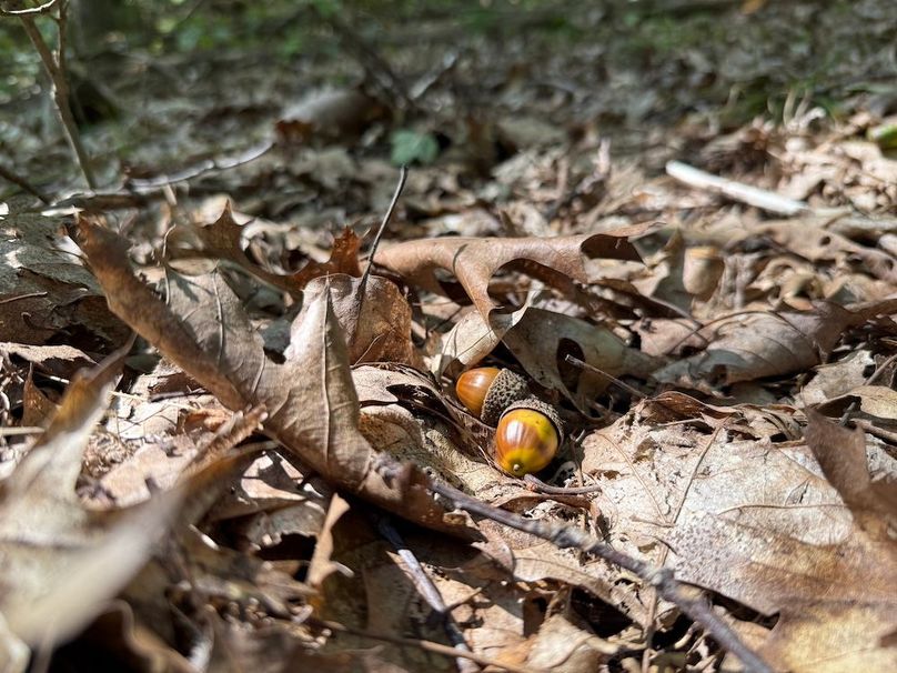 Chemung_20.82_Meyers Photo 13