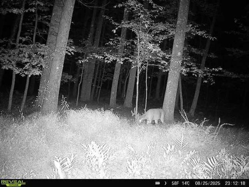 Trail Cam Pic 08.25.25