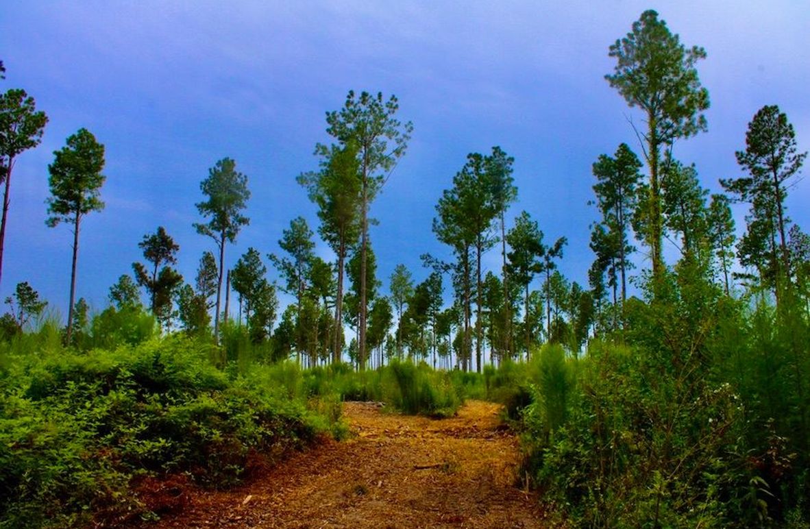 2C4CE2A6-D492-4D07-B91A-E72AF32663AA_1_105_c