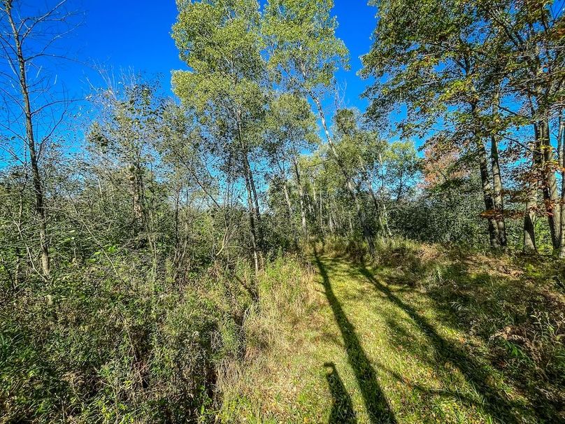 Wood 41.451, Collins -09