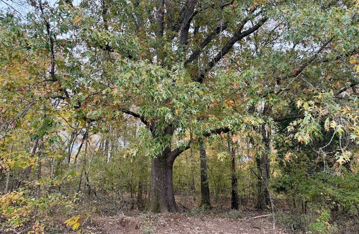 Big Oaks