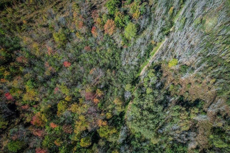 Wood 41.451, Collins -41