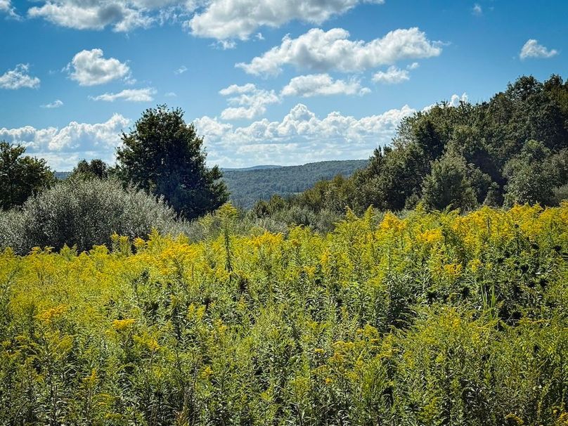 Tioga NY 232.62 Shores Photos 38