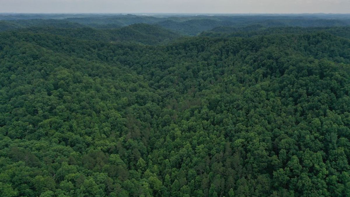 Remote Backwoods Hunting Escape | Whitetail Properties