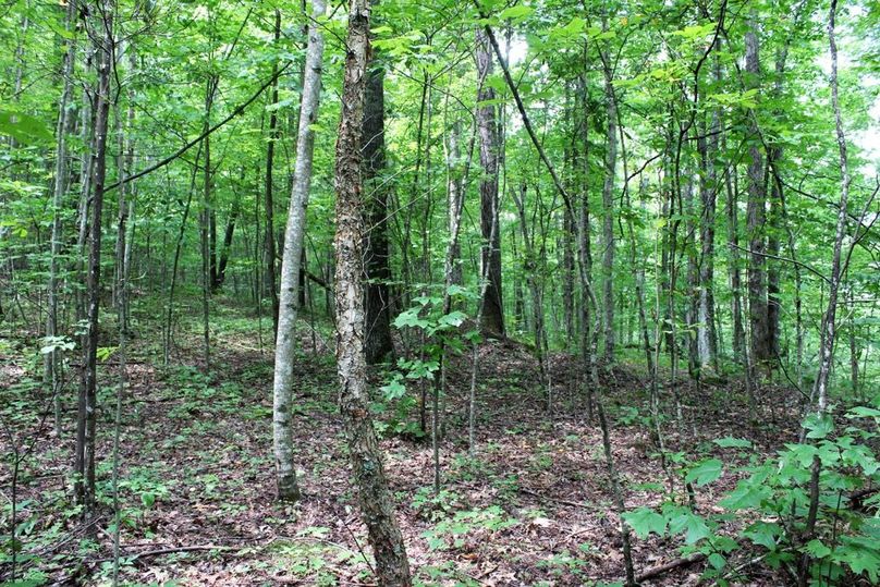 017 heavily forested area along the north facing ridge