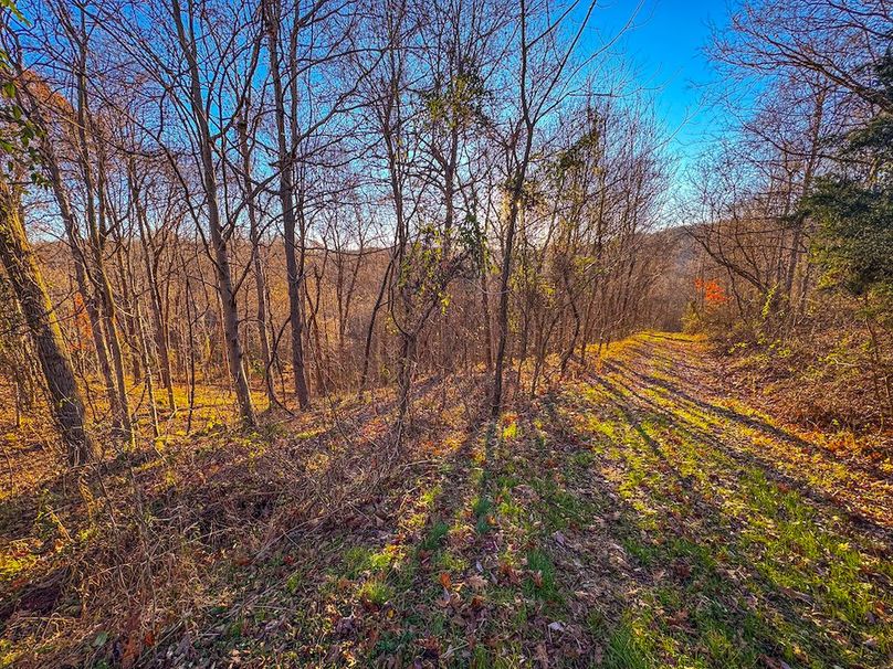 Pleasants_Wood 169.97 AC Cokeley-07