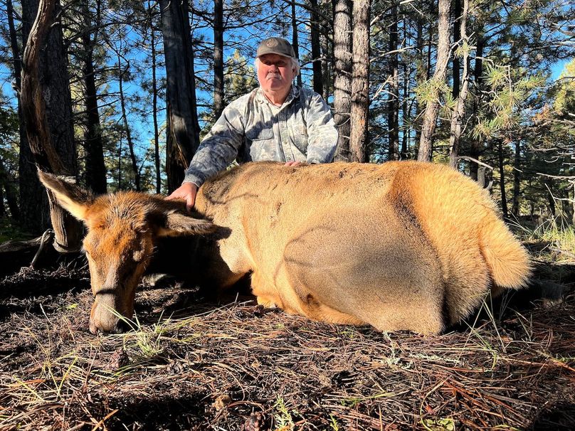 cow elk harvest