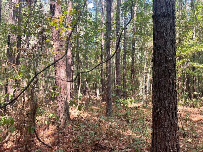 9C6D5476-1BED-4F69-8CA7-681260CDA50D_1_105_c