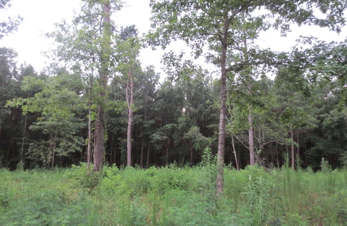 8BEFBB8D-8855-4FD8-B444-2C0E37C354FA_1_105_c