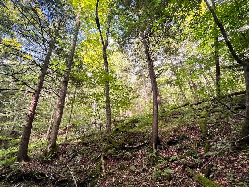 Tioga_59.597_Barnes_Photos_9