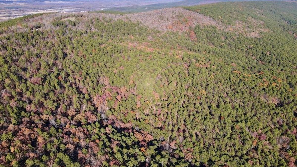 Excellent Hunting And Timber Bordering USFS Whitetail Properties