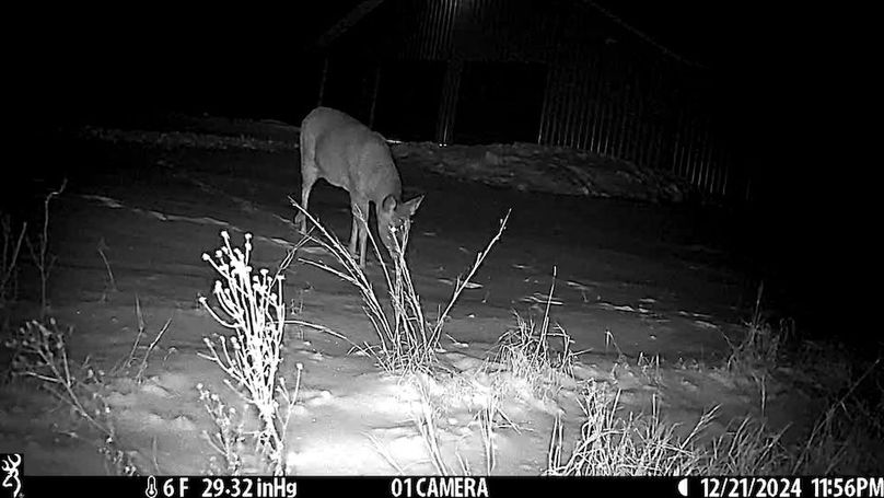 Juneau 27 Wiesner -058