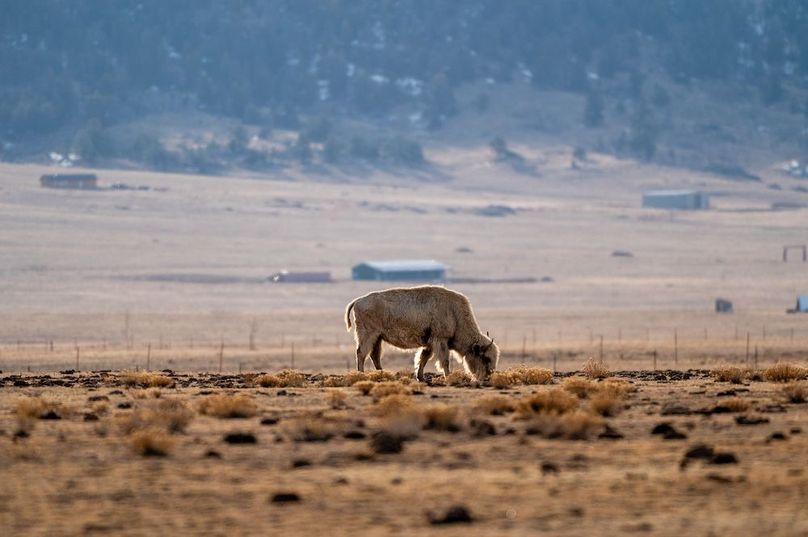 029 - Buffalo and Cattle in Area