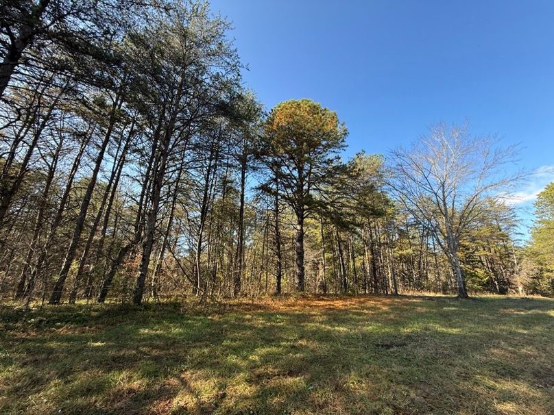 002 open cleared area near the middle of the property