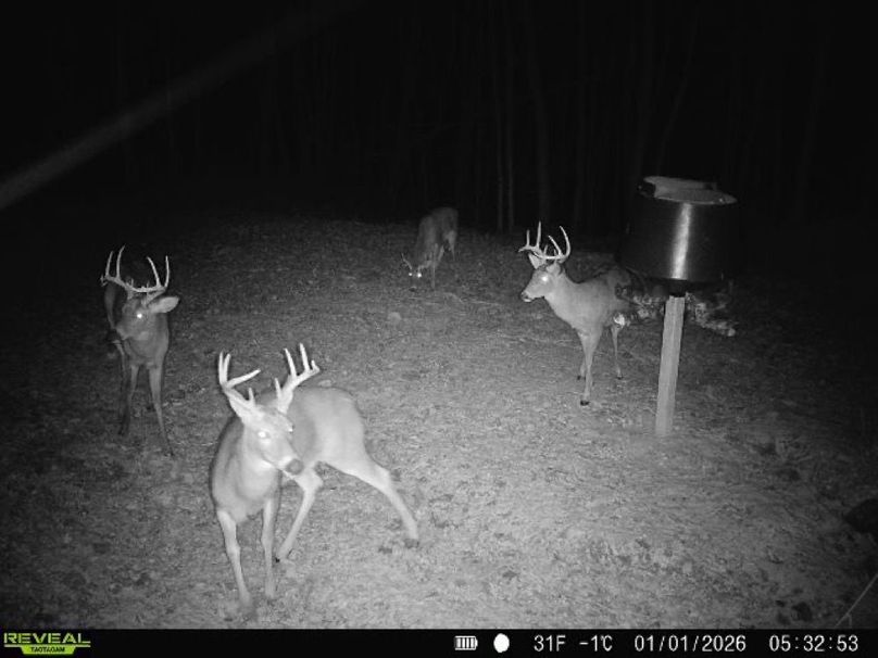 deer pic 17-2