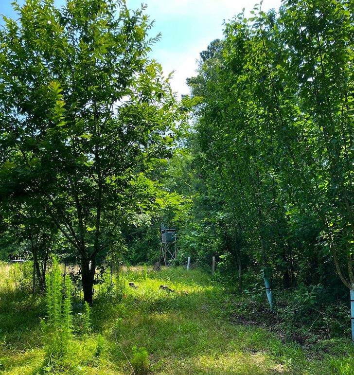 Chestnut trees on left-Dr Deer trees on right