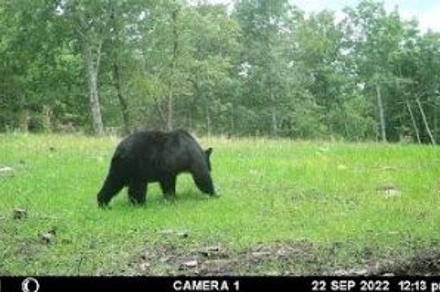 Bear 1