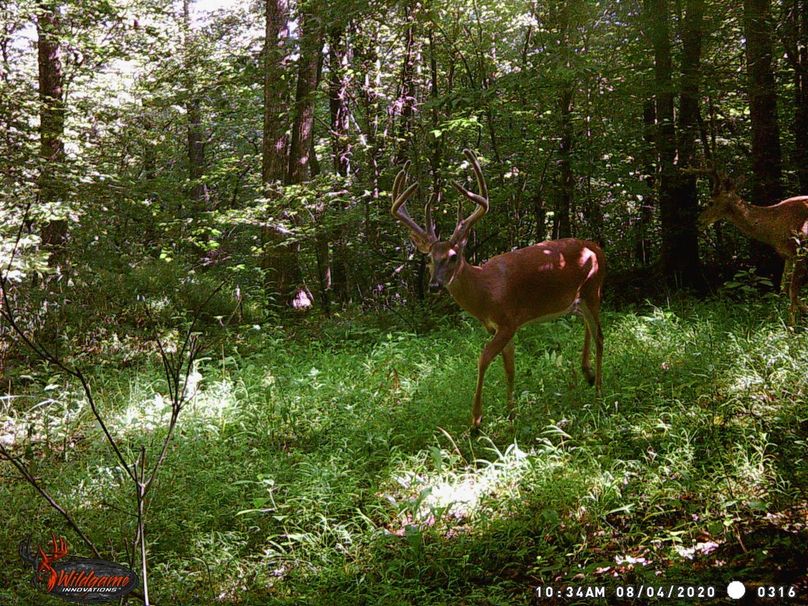 nelson corner 8-4-20 wow