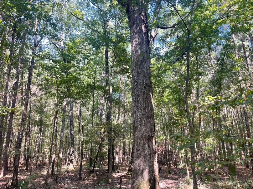 69EF2593-2826-4D54-989A-45D15A2EE6D7_1_105_c