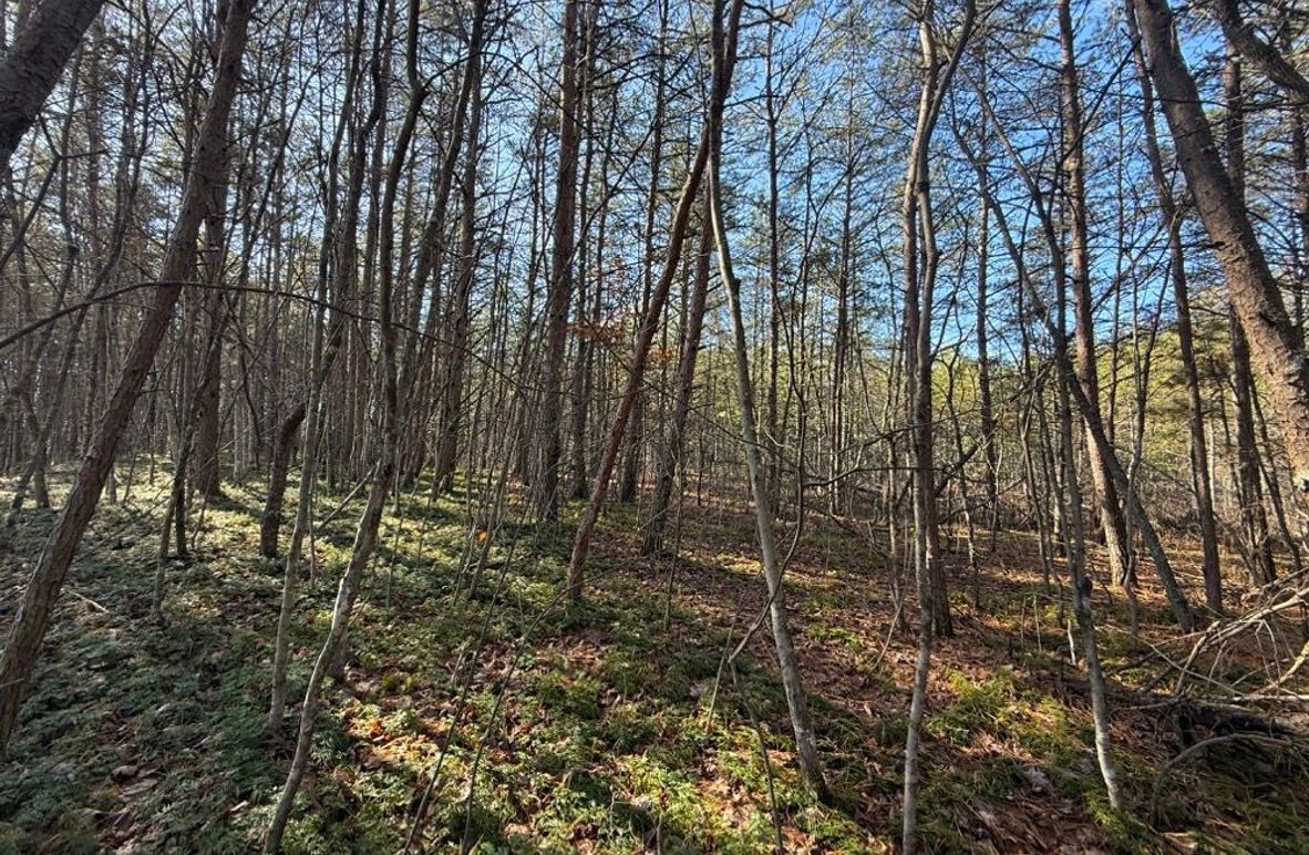 004 view to the south from the middle of the property