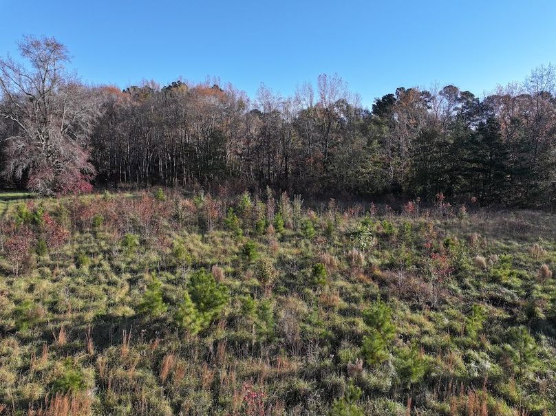 Copy of DJI_20241124091308_0231_D