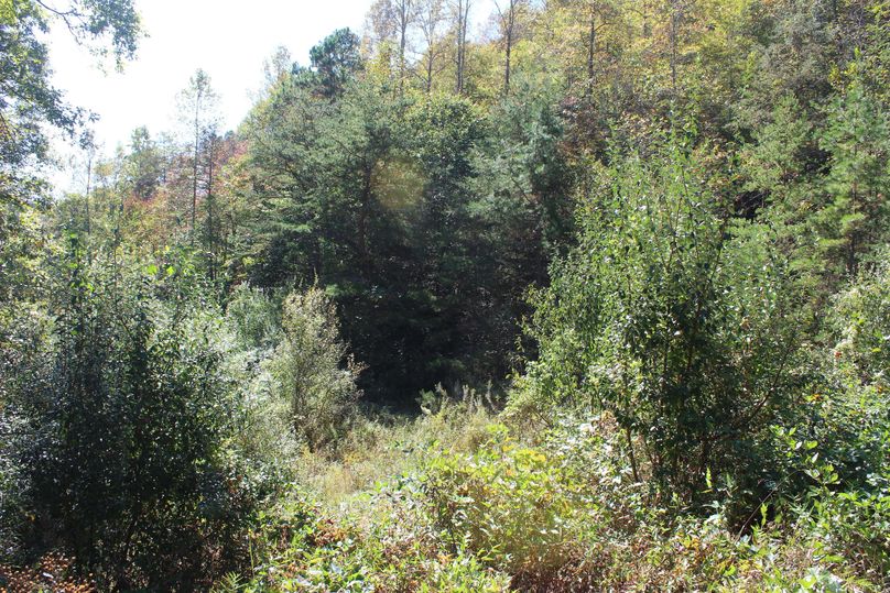 006 small clearings along the main valley floor, easily cleared for pasture or food plots