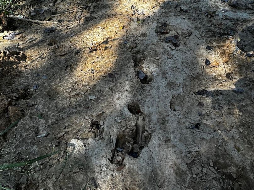 Deer Tracks(1)