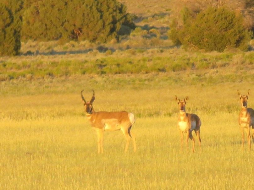 Pronghorn 6