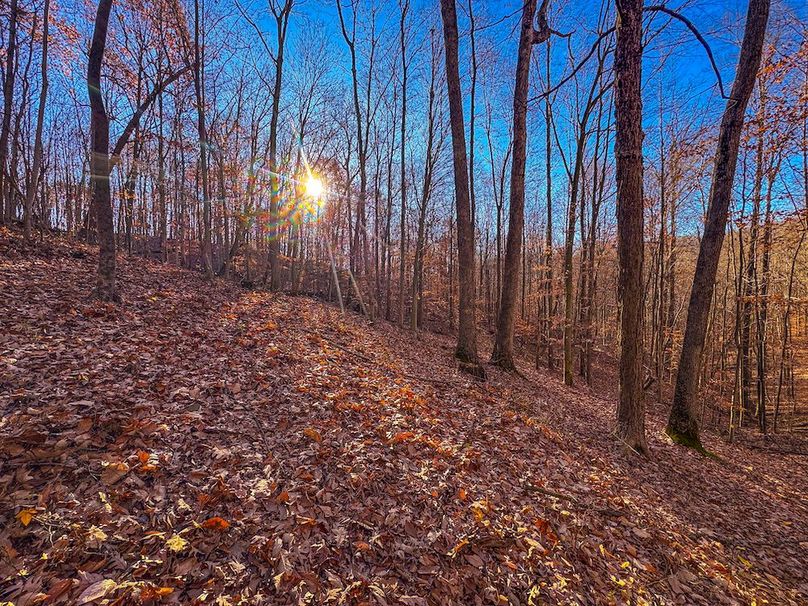 Pleasants_Wood 169.97 AC Cokeley-75