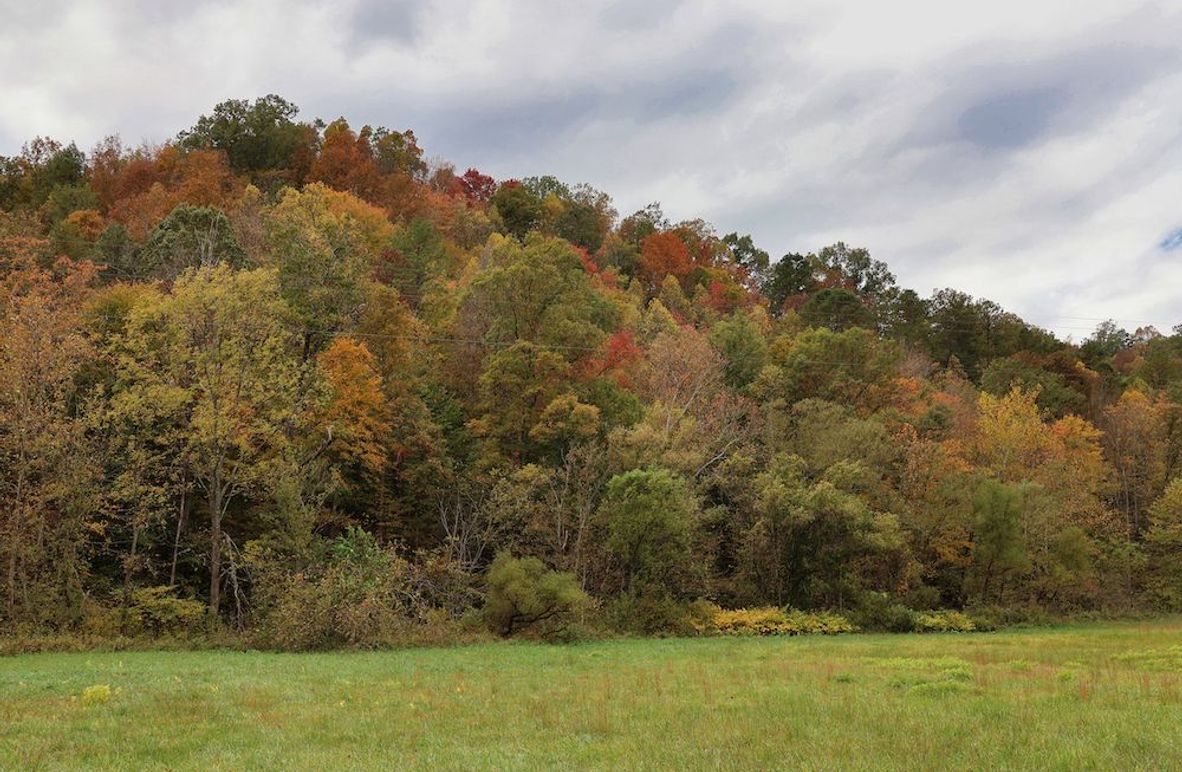 004 nice shot of the fields and timber