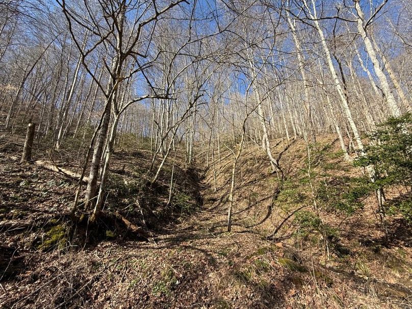 013 open forested area on a north facing slope