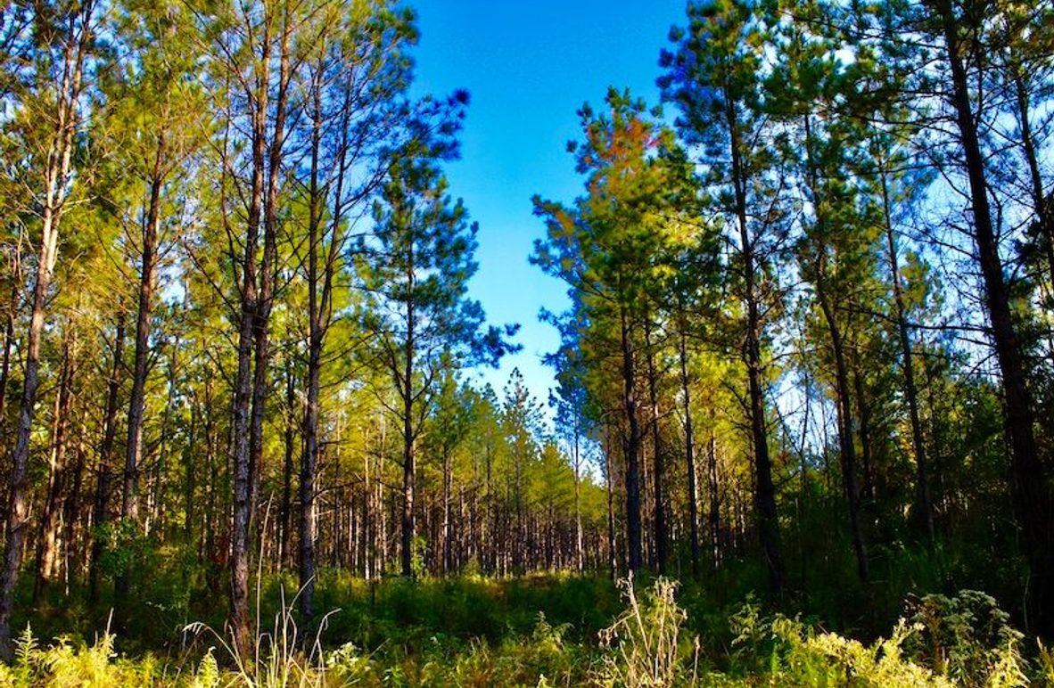 01F7A908-9ED5-4A40-A173-F6A7463276A3_1_201_a