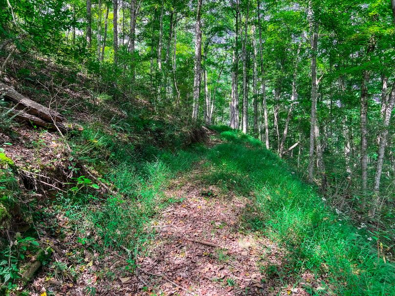 Calhoun, WV 101.8 AC Holly -09
