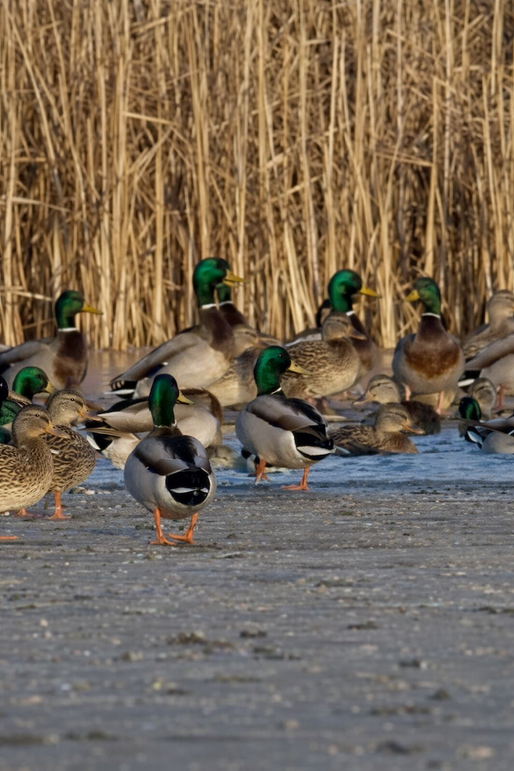 12.5 Platte 225 Tract 1