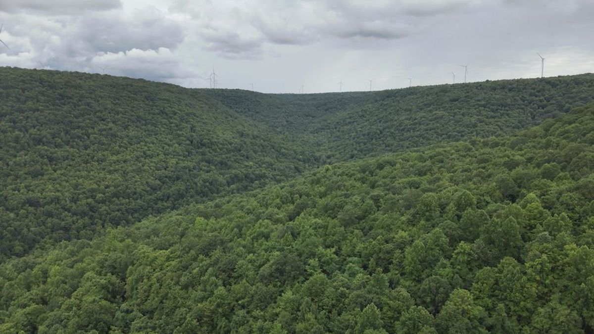 Vast Hunting Land Private Stream, Trails, Wooded, Abundant