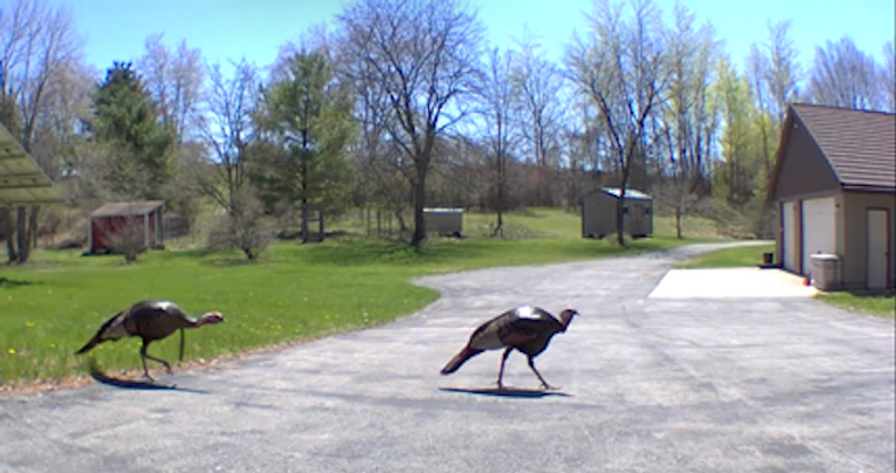 Turkeys