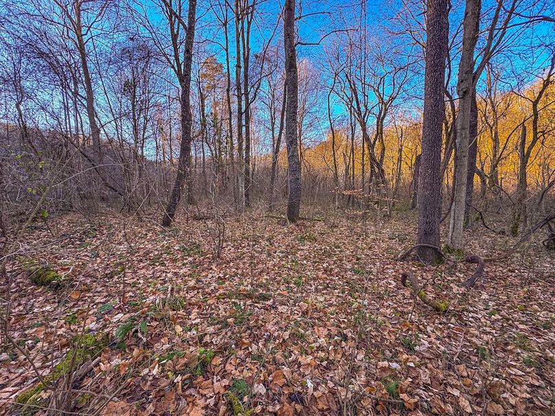 Pleasants_Wood 169.97 AC Cokeley-23