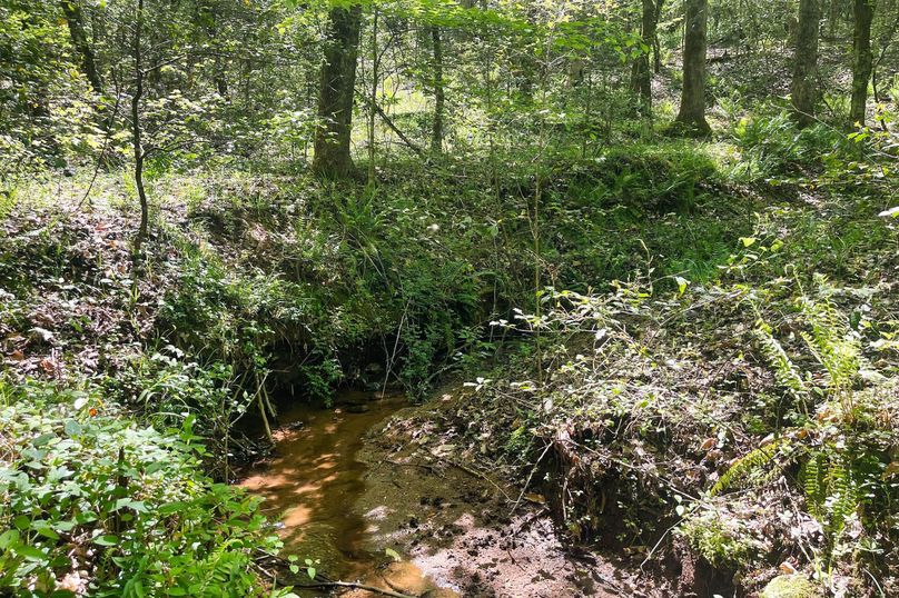 06 Feeder Creek